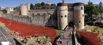 Towerpoppies